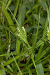 Asian shortstem sedge